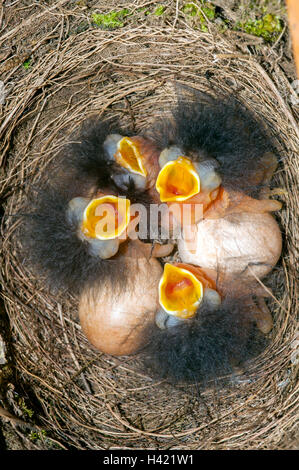 Baby Robins in un nido con uova Foto Stock