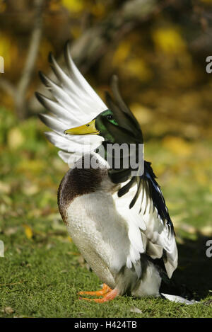 Zoo, germano reale, maschio, Anas platyrhynchos, ala diffusione, Animal Park, animali, animale, uccelli, uccelli, oca uccelli, Gänsevogel, nuoto anatre, nuoto duck, anatids, Entenvogel, anatre, anatra, Manly, drake, corteggiamento, corte, pubblicizzare, mostrare, ou Foto Stock