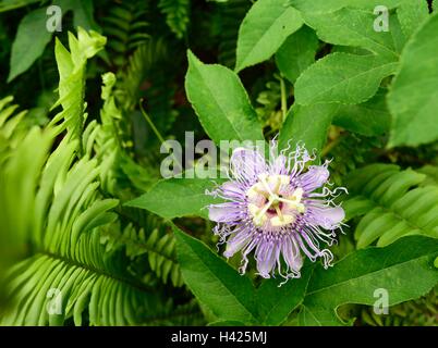 Stupendo aprire Passiflora incarnata o viola fiore della passione comunemente noto come maypop, in un giardino botanico in Florida. Foto Stock