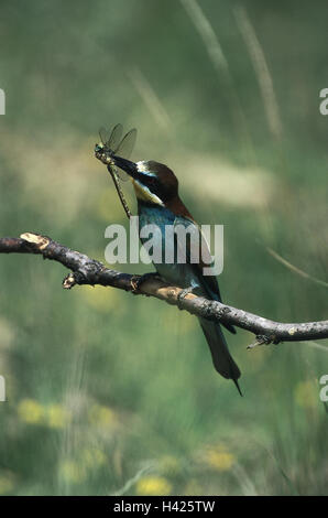 Ungheria, europea del bee eater Merops apiaster, preda, dragonfly, ramoscello mondo animale, animali animali selvatici, animale selvatico, uccelli di passaggio, il passaggio di uccelli, uccelli, uccelli, Rackenvögel, spinte, Spint, Meropidae, insectivore, 'Regenbogenvogel', genitori, animale adulto Foto Stock