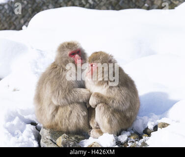 Giappone, Jigokudani national park, Rotgesichtsmakaken, Macaca fuscata, sedersi, warm up neve, resto dell'Asia, wild monkey park, il mondo animale, la fauna selvatica, deserto, animali animali selvatici, mammiferi scimmie del Vecchio Mondo, long-tailed monkey-utilizzato, Rotgesichtsmakaken, Makake Foto Stock