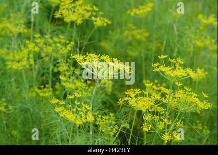 Aneto, Anethum graveolens var. hortorum, Foto Stock