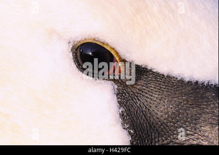 Cigno, close-up, occhio, Foto Stock