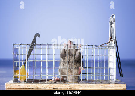 Mousetrap, pezzo di formaggio, foresta mouse, caso, griglia, mouse, grigio, animali rinchiusi, catturati, esc tentativo di fuga, irrimediabilmente, disperatamente, rosicchiare, Foto Stock