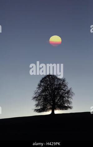 Rame, faggio Fagus sylvatica, individualmente, luna, atmosfera serale, [M], Germania, Germania meridionale, regione di Allgäu, in Baviera, solitario albero, albero, latifoglie, libro del cielo della sera, umore, crepuscolo, icona, la solitudine, la libertà del cielo della luna piena, Moonlight, atmosferico, Foto Stock