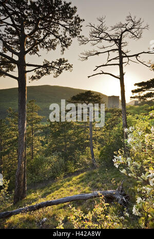 Austria, di Baden vicino a Vienna, in modo solare, pini, Foto Stock