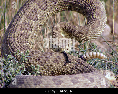 Un rattlesnake avvolto per colpire nel bacino e la gamma monumento nazionale nel Nevada. Foto Stock