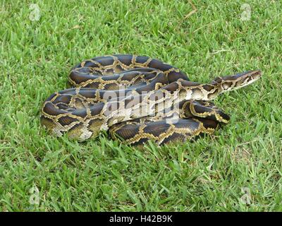 Un invasiva pitone birmano bobine nell'erba selvatica del Parco nazionale delle Everglades Ottobre 20, 2011 in Florida del sud. Questi serpenti non sono native per l'ecosistema della Florida e costituiscono una minaccia per la fauna nativa dell'Everglades Foto Stock