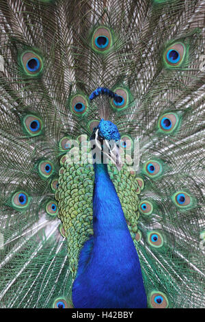 Peacock, Manly, radian hit, Foto Stock