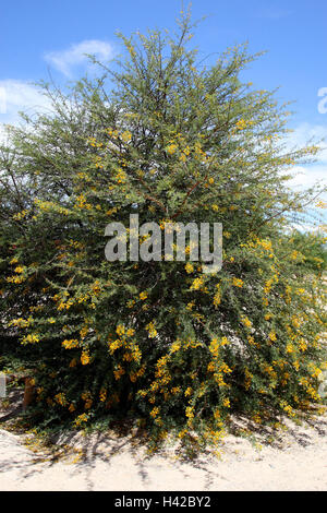 Camel spike tree, fioriture, Camel Thorn Tree, Foto Stock