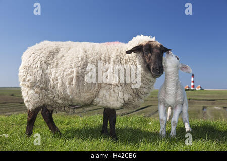 Pecore, faro Westerheversand, Westerhever, penisola Eiderstedt, Schleig - Holstein, Germania, Europa Foto Stock