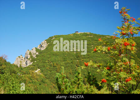 In Germania, in Baviera, Duke's stato, Wanderer, strade a serpentina, pineta, Foto Stock