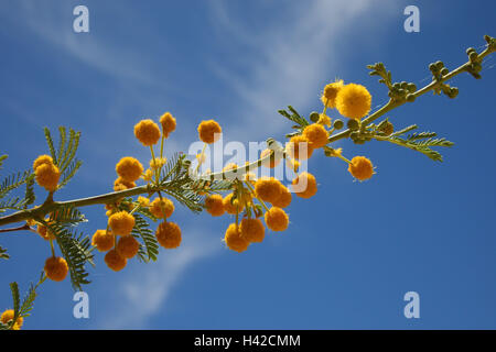 Camel spike tree, fioriture, Camel Thorn Tree, Foto Stock