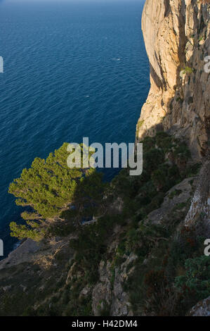 Spagna, Maiorca, penisola forma obiettivo, ripida costa, isole Baleari Isole Baleari isola, regione costiera del Mar Mediterraneo, Costa, Costa di bile, rock, vegetazione, mare, inverno, Aleppo ganascia, Foto Stock