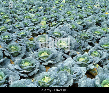 Campo di cavolo cappuccio, cavolo verza, Brassica sabauda, l'economia, l'agricoltura, vegetali a crescita campo vegetale, cavoli verza, verdura, verdure cavolo, Cucina verdure, verde, cibo, mangiare, la nutrizione sana, ricca di vitamine, vitamine, bianco eg Foto Stock