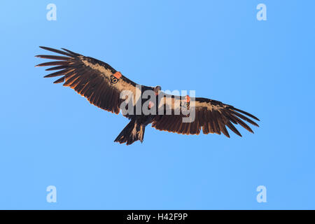 California condor (Gymnogyps californianus),Zion National Park, situato nel sudovest degli Stati Uniti, nei pressi di Springdale, Utah Foto Stock