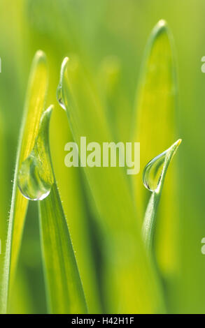 Erba di frumento, dewdrops, close-up la natura, l'agricoltura, l'agricoltura, la coltivazione di grano, piante utili, piante di coltura, frumento, coltivazione di grano, cereali, delle sementi di frumento, significa frumento, Triticum aestivum, giovani piante, germogli di erba, verde, la crescita, la fertilità, fres Foto Stock