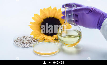 Analisi dell'olio di semi di girasole in laboratorio Foto Stock