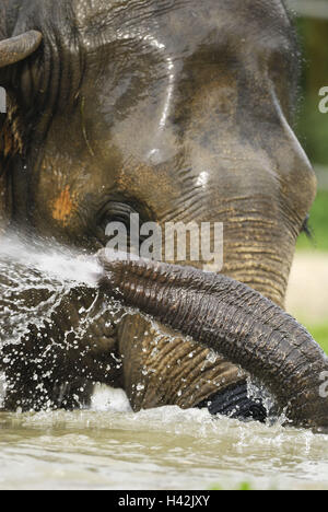 Elefante asiatico, Elephas maximus, balneazione, acqua, ritratto, Foto Stock