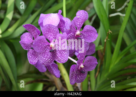 Orchid, 'blue Vanda', Foto Stock