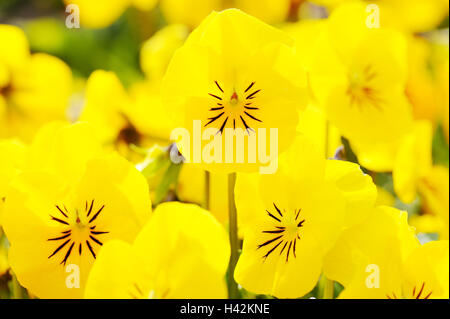 Giardino pansies, viola wittrockiana, fiore giallo brillare, medium close-up, fiori, giardino pansies, violet piante, viole, dettaglio blossoms, botanica, flora, Molla, molla fiore, fiore giardino, natura Foto Stock