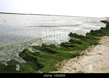 L'Italia, Emilia Romagna, Ferrara, Lido Tu, Pomposa, mare, spiaggia, alghe, Europa, marea alghe, bassa marea, natura, ambiente, acqua, inquinamento ambientale, inquinanti, anidride carbonica, smog, il riscaldamento globale, ossigeno, alga pest, Pest, antiestetici, turismo, esterno, riscaldamento climatico, cambiamenti climatici, verde Foto Stock