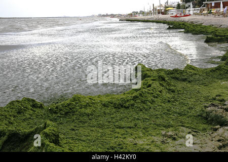 L'Italia, Emilia Romagna, Ferrara, Lido Tu, Pomposa, mare, spiaggia, alghe, Europa, marea alghe, bassa marea, natura, ambiente, acqua, inquinamento ambientale, inquinanti, anidride carbonica, smog, il riscaldamento globale, ossigeno, alga pest, Pest, antiestetici, turismo, esterno, riscaldamento climatico, cambiamenti climatici, verde Foto Stock