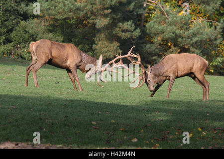 Prato, cervi, caprioli Cervus elaphus, conflitto, Rut, autunno, bordo della foresta, Foto Stock