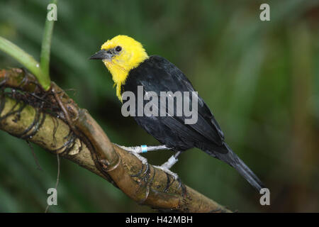 Testina del giallo-Stärling, albero, Foto Stock