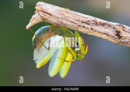 Mantide religiosa - femmina in posizione difensiva Foto Stock