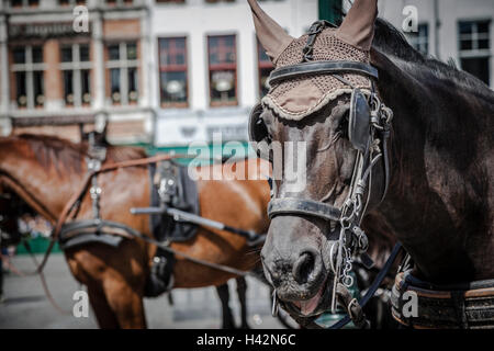 Carrozze trainate da cavalli in Bruge, Belgio Foto Stock