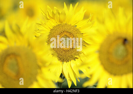 Campo di girasole, piante, campo di girasoli, fiori, fiori di girasole giallo, lucentezza, estiva, la coltivazione, l'agricoltura, estate, Germania, Baden-Württemberg, Foto Stock