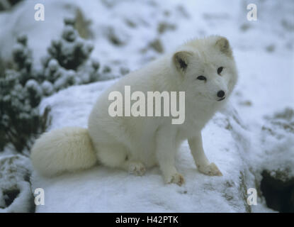 Ice Cream fox, Alopex lagopus, inverno, animale mammifero, animale selvatico, fox, volpe polare, cappotto, bianco, predator, mondo animale, neve, la fauna selvatica, Foto Stock