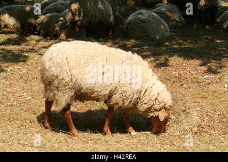 Germania, Bassa Sassonia, Coburger, Fox in pecore Pecore, anteprima estate, Germania settentrionale, Dötlingen, selvaggia casa-geest, artista della colonia, animali, beneficiare gli animali, i mammiferi ai ruminanti, pecore, ovini domestici, pecore di razza, rarità, allevamento, gregge di pecore pascolano, riposo, luce, tonalità, natura, nessuno, all'esterno, Foto Stock