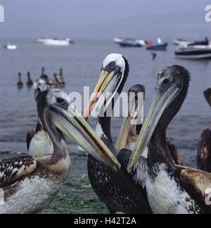 Il Perù, Paracas, Reserva Nacional de Paracas, pellicani, Pelecanus, thagus, Sud America, parco nazionale e riserva naturale, mare, animali, uccelli, Pelecaniformeses, becco, acqua, molti, Foto Stock