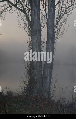 Tronco pioppo nero, Populus, nigra, dettaglio, nebbia novembre, tetro, grigio, scomodo autunno, legno, albero, Auwald, acqua, lago, pioppo, latifoglie, nebbia, Foto Stock