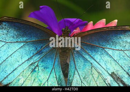 Blue Morphofalter, Morpho peleides, dettaglio, butterfly, foresta pluviale, insetto, oculare butterfly, Morpho, nobile, Farfalle Butterfly, animale, cielo butterfly, America Centrale, fluorescente, parafango, Foto Stock