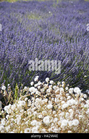 Francia, Provenza, Vaucluse, fiori, campo di lavanda, estate, a sud est della Francia, l'economia, l'agricoltura, piante piante utili, le piante medicinali e la coltivazione della lavanda, campo natura, Lavandula, lavanda, blossom, fiori di lavanda, blu, blu-viola, odore odore di lavanda, Tarassaco, fioriture, nessuno, medium close-up, Foto Stock