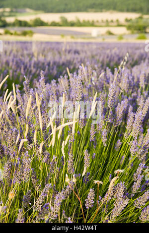 Francia, Provenza, Vaucluse, chiudere Sault, campo di lavanda, scenario, blur, estate, a sud est della Francia, l'economia, l'agricoltura, piante piante utili, piante medicinali, la natura, la coltivazione della lavanda, Lavanda, Lavandula, blossom, fiori di lavanda, fiorisce, blu, blu-viola, verde, odore odore di lavanda, nessuno, medie di close-up, luce della sera, Foto Stock