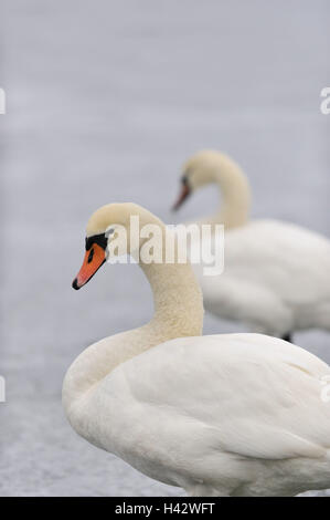 Gobba swan, Cygnus olor, Foto Stock