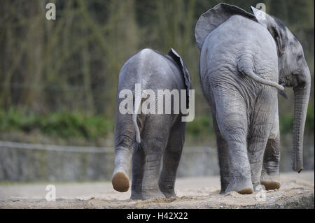 Gli elefanti africani, Loxodonta africana, animali giovani, correre, andare vista posteriore, zoo, parco giochi, animali, animali selvatici, mammiferi, trunk animali, pachyderms, vecchio animale, di elefante di vitello, boy, due team, yobs, adolescenti, giovani, giocare insieme, scherzosamente, comportamento, amicizia, amici, stare insieme, unità, escursione a piedi, giovani animali, Foto Stock