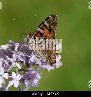 Butterfly rash sui colori lilla. Gli insetti impollinatori. Butterfly orticaria. Foto Stock