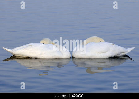 Gobba cigni, Cygnus olor, due, acqua, nuoto, ci sonno, natura, animali, uccelli, cigni, coppie, stancamente ha, insieme, immediatamente, simmetricamente, in modo sincrono, progetto, amore, vicinanza, armonia, romanticismo, partenariato, riflessione, superficie di acqua, Foto Stock