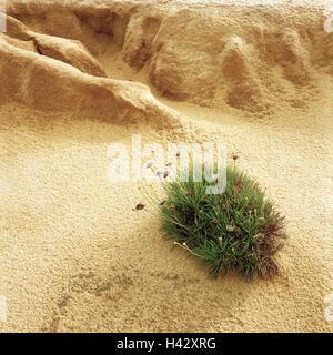 Dune, dettaglio, erba chiodo di garofano, Europa Südwesteuropa, penisola iberica, il Portogallo, la costa atlantica, dune di sabbia, dune, sabbia, vegetazione, impianti, fiore, costa, flora, chiodo di garofano, Dianthus, fiorisce, dolcemente, piccolo Foto Stock