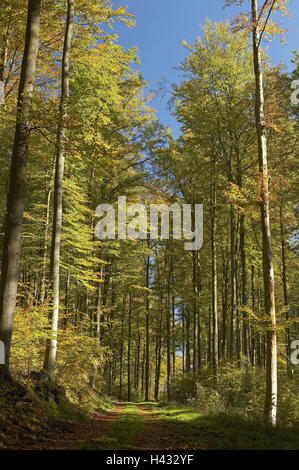 Bosco di latifoglie, strada forestale, autunno, legno, alberi, boschi di latifoglie, Buchenwald, strada forestale, sentiero, di modo, Fogliame, foglie, colorazione autunnale, colori autunnali, fogliame autunnale, Impressioni autunno, nessuno, strada forestale, bianco di faggi, idilliaca autumnally, stagione, Ottobre, senza nuvole, silenzio, riposo, natura, Foto Stock