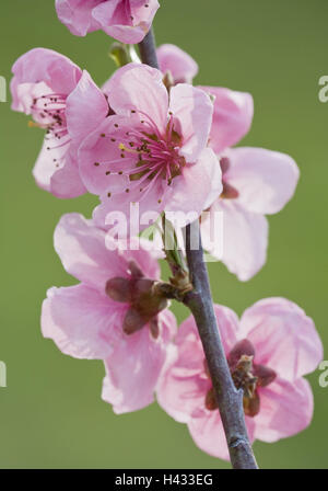 Albero di albicocca, fioriture, ramoscello, Foto Stock