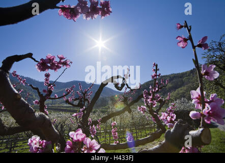 Austria Wachau, albicocco, fiorisce, la molla, il sole, Foto Stock