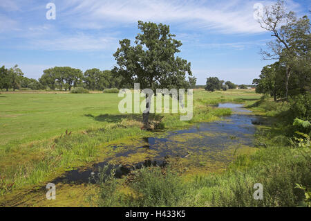 Polonia, Bassa Slesia, Nowa sol, paesaggio fluviale, estate, Est Europa, Slesia, sale di nuovo in quella o, scenario, campo scenario, fiume, Brook, Oderfluss, ode-ruvida, natura, stagione, deserte, Foto Stock