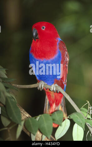 Il ramo, Salomon-Edelpapagei, Eclectus roratus solomonensis, natura, animali, uccelli, Parrot, cera-becco di pappagallo, nobile-pappagallo, plumages, rosso-blu, colorfully, colorfully, Salomone Islanda eclectus, Foto Stock