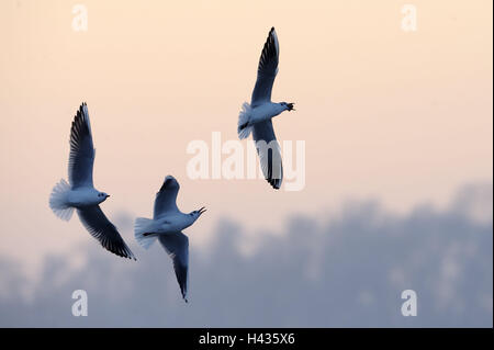 A testa nera gabbiani, Larus ridibundus, tre, volare, suoneria, cibo, natura, animali, uccelli, gabbiani, ali, distesa, sbattimento di ali, volo, sfocatura, tutto il corpo, invidia, la Gelosia, la luce della sera, Foto Stock